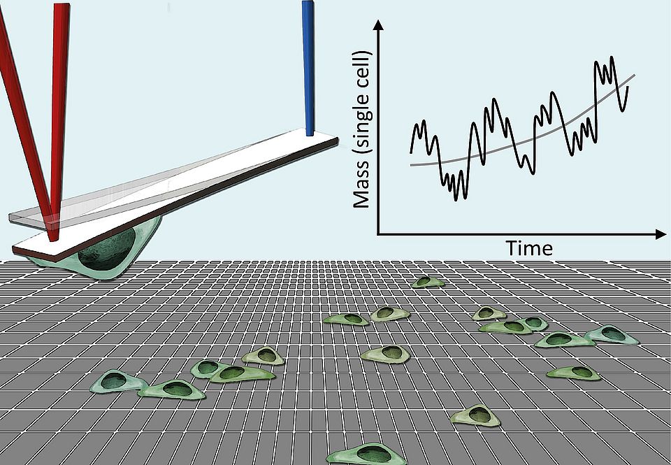 A nanoscale balance for individual cells 